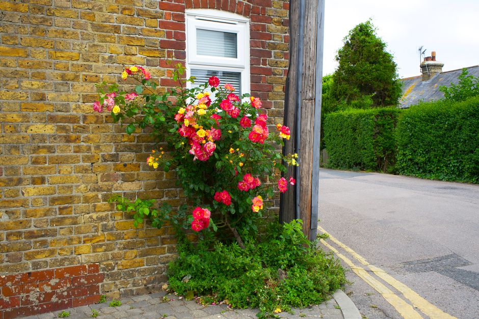 A vibrant cluster of pink and yellow roses in full bloom growing against a yellowish-brown brick wall on a residential street. The roses are bushy with lush green leaves, spilling slightly over the wa
