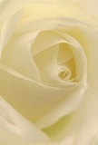 This close-up draws you into the heart of a cream-white rose, as though you're gently cradled within its soft, curving petals-a sensation familiar to anyone who has strolled through Hampstead Garden Suburb's tranquil lanes. Each unfurling layer seems touched by morning dew, luminous beneath diffused light that casts subtle shadows across its ivory folds. There is peaceful drama in the gentle gradation from creamy centre to near-translucent edges, echoing the hush of an early walk through Bigwood. The air feels filled with a light, sweet scent, understated and soothing-a perfect match for gestures of sympathy or the marking of new beginnings. As local florists, we see in this rose the purest expression of reverence and artistry, carefully shaped by skilled hands that understand both the natural beauty of the area and the delicate emotions such a flower can convey. This single bloom offers not only visual tranquillity but also a sense of comfort, hope, and renewal for every recipient throughout Hampstead Garden Suburb, making it a treasured choice for life's most meaningful occasions.
